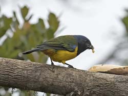 Black-chested Mountain-tanager
