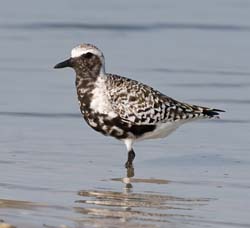 Black_Bellied_Plover Photo