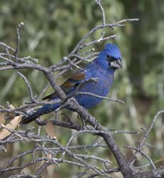 Blue Grosbeak Photo