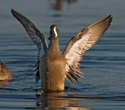 Blue-winged Teal Photo