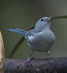 Blue-grey Tanager Photo
