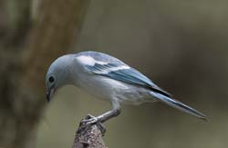 Blue-grey Tanager Photo