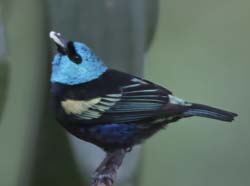 Blue-necked Tanager Photo