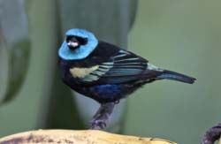 Blue-necked Tanager Photo