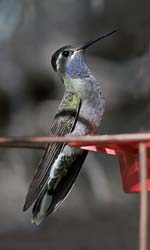 Blue-throated Hummingbird Photo