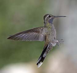 Blue-throated Hummingbird Photo