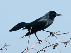 Boat-tailed Grackle Photo