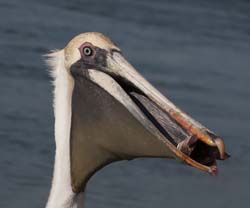 Brown Pelican Photo