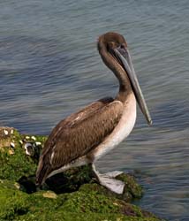 Brown Pelican Photo