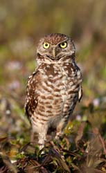 Burrowing Owl Photo