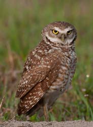 Burrowing Owl Photo