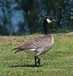 Crakling Goose Photo