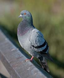 Rock (Feral) Pigeon Photo