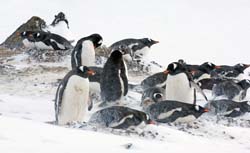 Gentoo Penguin Photo