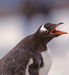 Gentoo Penguin Photo