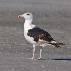 Great Black-backed Gull Photo