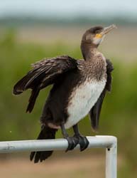Great Cormorant Photo