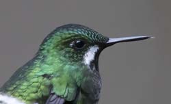 Green Thorntail Photo