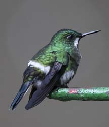 Green Thorntail Photo