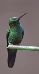 Green-crowned Brilliant Photo