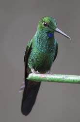 Green-crowned Brilliant Photo