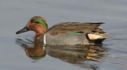 Green-winged Teal Photo