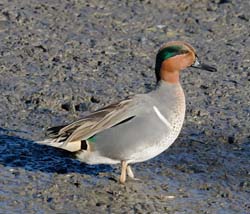 Green-winged Teal Photo