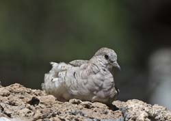Inca Dove Photo