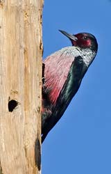 Lewis's Woodpecker Photo