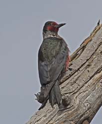 Lewis's Woodpecker Photo