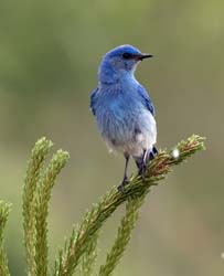 Mountain Bluebird Photo