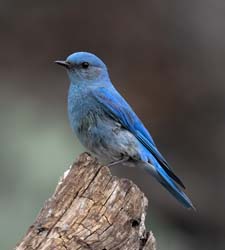 Mountain Bluebird Photo