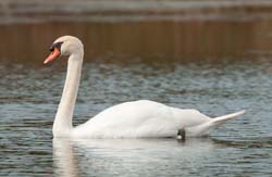 Mute Swan Photo
