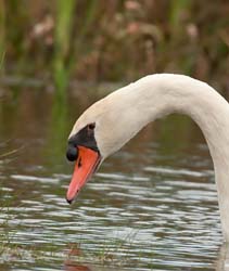 Mute Swan Photo