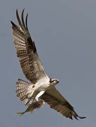 Osprey Photo