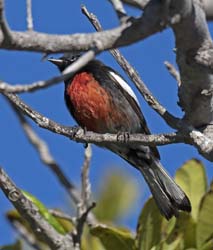 Painted Redstart Photo