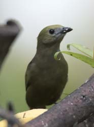 Palm Tanager Photo