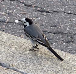 Pied Wagtail Photo