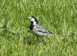 Pied Wagtail Photo