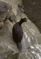 Red-faced Cormorant Photo