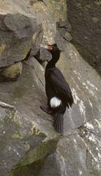 Red-faced Cormorant Photo
