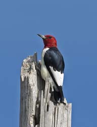 Red-headed Woodpecker Photo