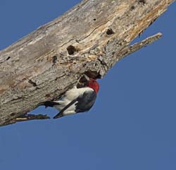 Red-headed Woodpecker Photo