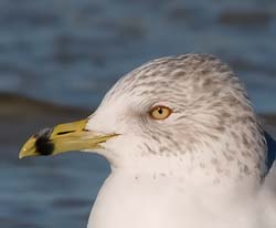 Ring-Billed Gull Photo