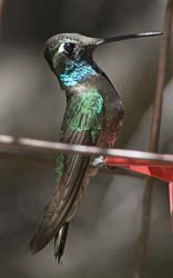 Rivoli's Hummingbird Photo