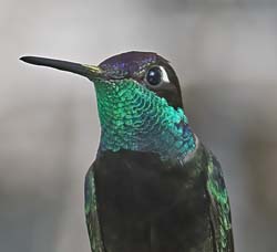 Rivoli's Hummingbird Photo