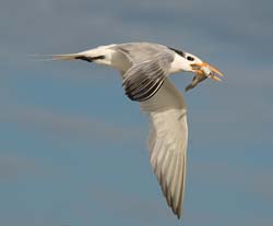 Royal Tern Photo