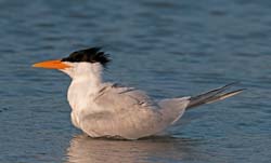 Royal Tern Photo