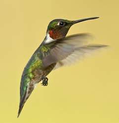 Ruby-throated Hummingbird Photo