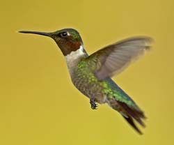 Ruby-throated Hummingbird Photo